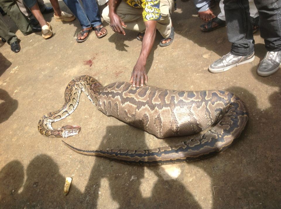 huge swallen snake was pregnant_1