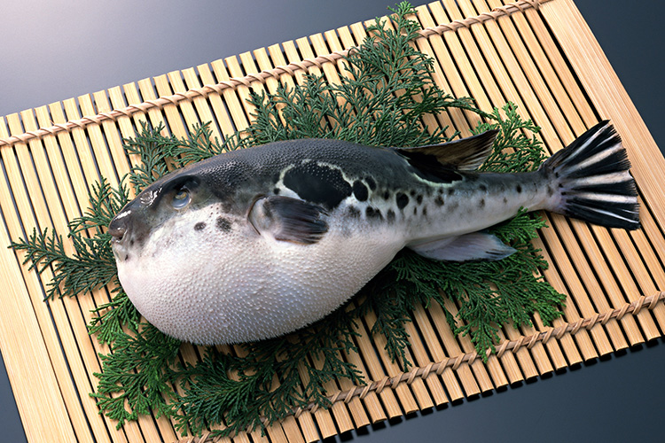 dangerous food_Fugu