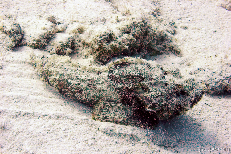 This weird stone fish slithered along the bottom