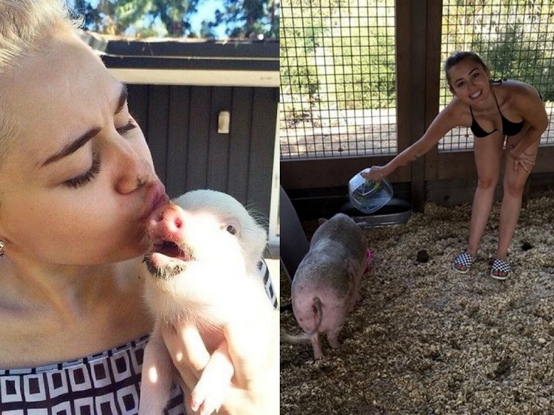 Celebrities And Their Unusual Pets_Miley Cyrus