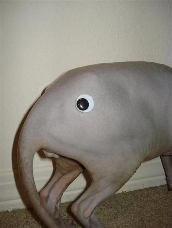 Googly Eyes Make The World Better_10