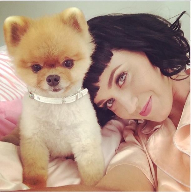 Hot Female Celebs With Their Pets_Katy Perry 2