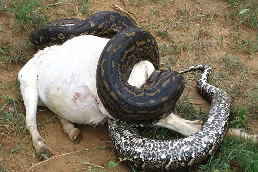 huge swallen snake was pregnant_4
