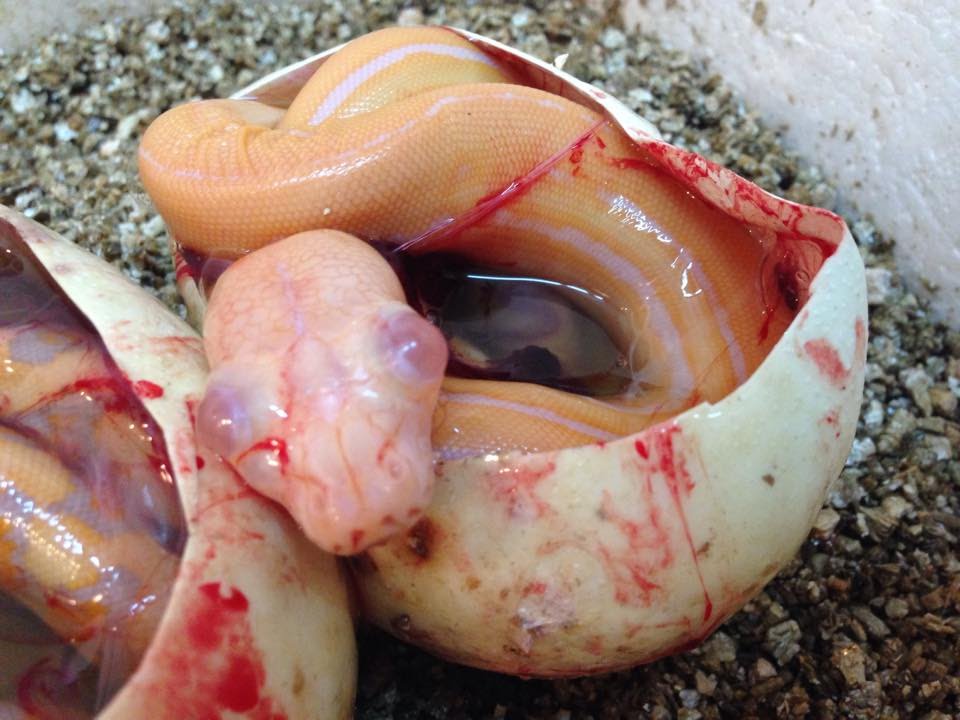 huge swallen snake was pregnant_6