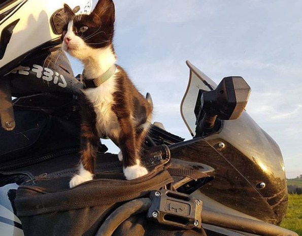 Mogli A Cat Who Decided To A Biker Top Banger