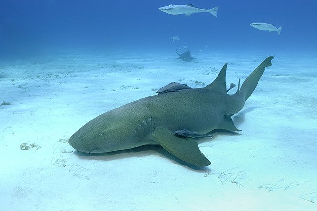 nurse shark attack_5