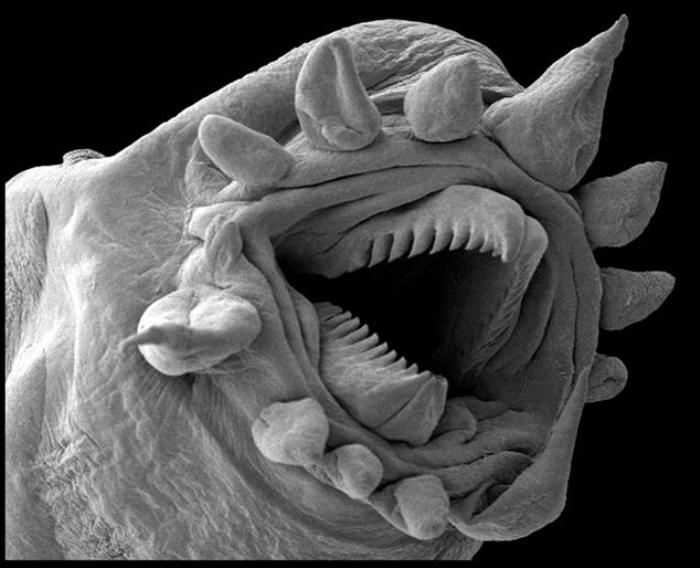 creatures of alien origin_Hydrothermal worm