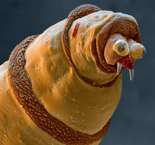 creatures of alien origin_Maggot