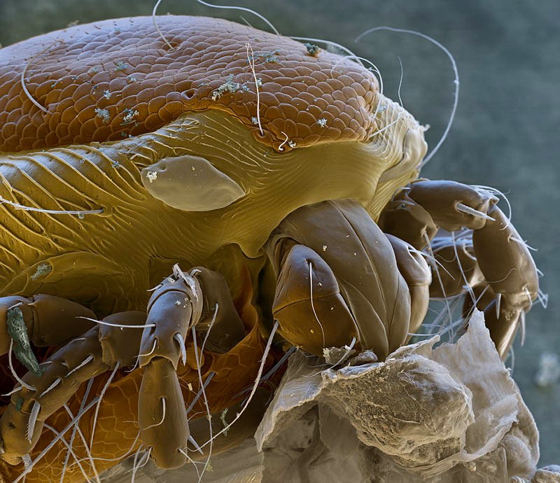 creatures of alien origin_Water Mite