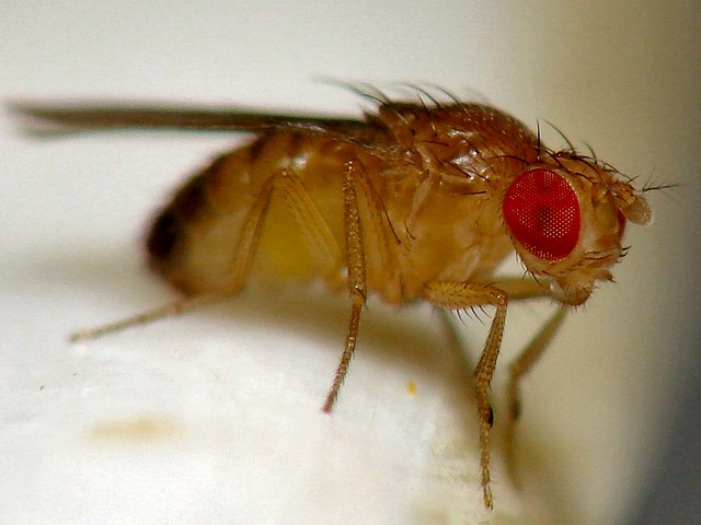 zombie animals_fruit flies