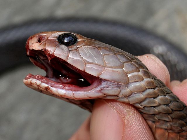 zombie animals_snake