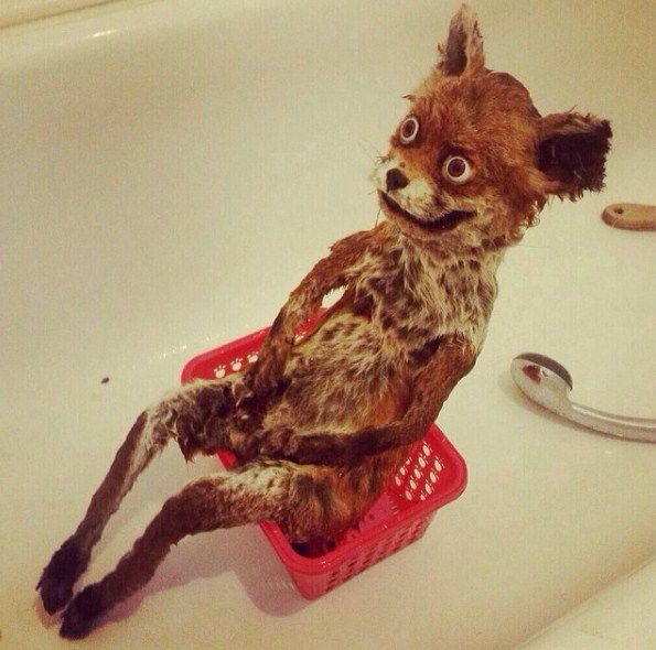 insta accounts_craptaxidermy